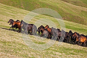 Herd of horses