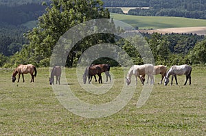 Herd of horses