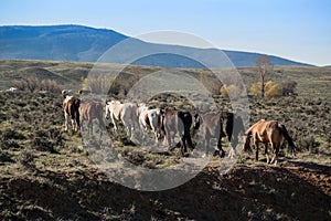 Herd of horses