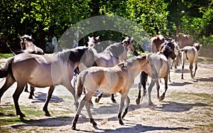 Herd of horses