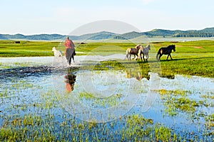 The herd and horses