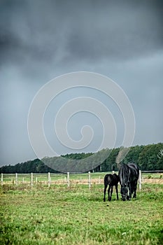 A herd of horses of a baby mare. Friesian horse with long mane walking free in the meadow