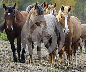 Herd of horses on the background of autumn forest
