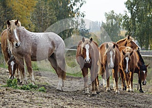 Herd of horses on the background of autumn forest