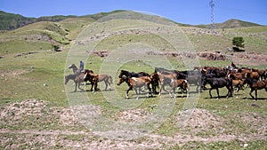 Herd of horses on the background of green hills. Travel in Kyrgyzstan