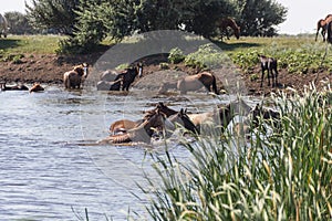 A herd of horses bathe and drink water in the Derkul River in the West Kazakhstan region.
