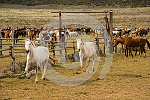 Herd of horses being rounded up to the corral.