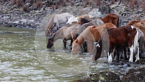 A herd of horses came to a watering place to a mountain river. Horses of different colors drink water in the spring on a