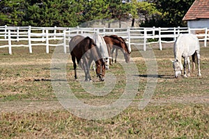 Herd of horses in corral photo
