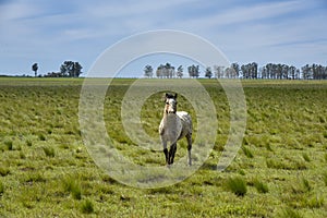 Herd of horses in the coutryside,