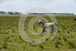 Herd of horses in the coutryside,