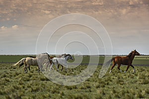 Herd of horses in the coutryside,