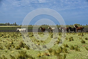 Herd of horses in the coutryside, La Pampa province