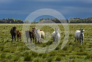 Herd of horses in the coutryside, La Pampa province