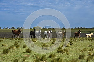 Herd of horses in the coutryside, La Pampa province,