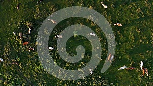 Herd of horses and cows grazing on a green meadow, top view. Aerial Drone view.