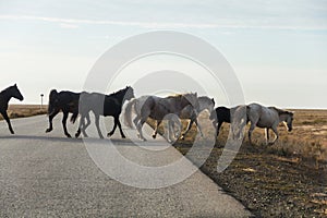 A herd of horses crosses the road. Horses running along the track.