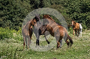 Herd of horses dealing with trouble