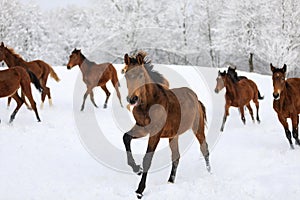 Herd of horses in a deep winter