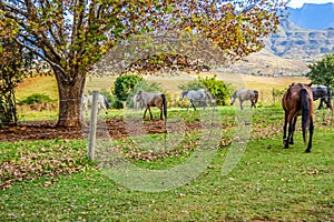 Herd of Horses in Drakensberg area in KZN South Africa