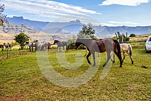 Herd of Horses in Drakensberg area in KZN South Africa