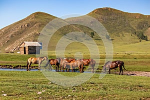 Herd of horses drink water on central Mongolian steppe