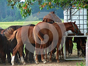 The herd horses are drinking