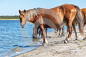 A herd of horses drinking water on a pond one of them is looking into the frame