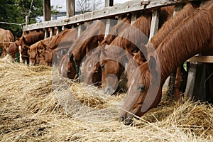 Herd of horses eating dry hay in summertime rural scene