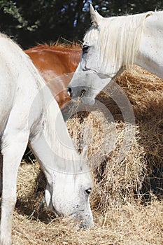 Herd of horses eating straw in field. Food