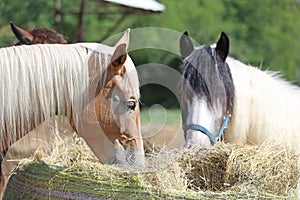 Herd of horses eating straw in field. Food