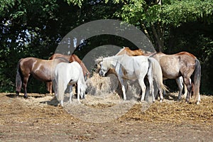 Herd of horses eating straw in field. Food