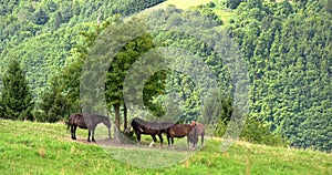 Herd of horses eats grass in the meadow