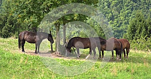 Herd of horses eats grass in the meadow
