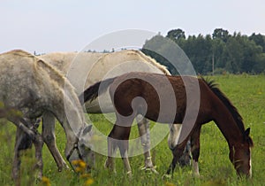 Herd of horses 747 Eu