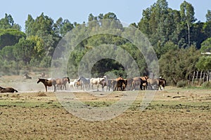 Herd of horses on farm in El Rocio, Andalusia, Spain photo