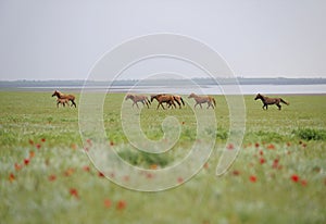 Herd of horses in the field