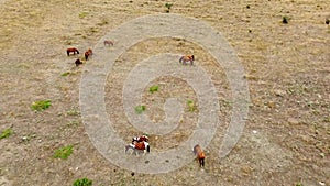 Herd of horses on the field equine animal, nature portrait red white wild, thoroughbred Rural pet sky, bay outside