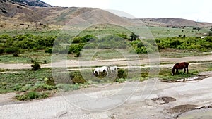 Herd of horses on the field equine equestrian outdoor summer landscape Mare, color animals. Rural herd young outside