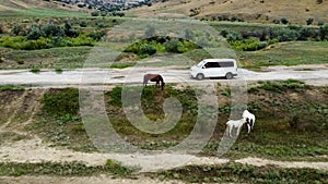 Herd of horses on the field equine grass, outdoor mane pasture white domestic, thoroughbred animals. Rural pet sky, bay