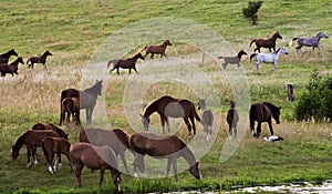 Herd of horses