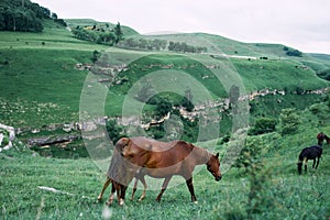 herd of horses in the field green grass animals landscape