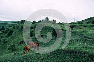 herd of horses in the field green grass animals landscape