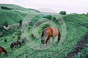 herd of horses in the field green grass animals landscape