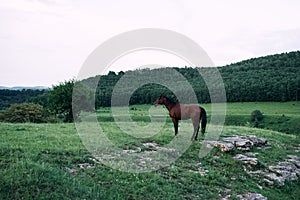 herd of horses in the field green grass animals landscape