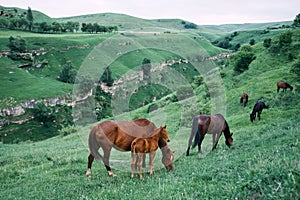 herd of horses in the field green grass animals landscape