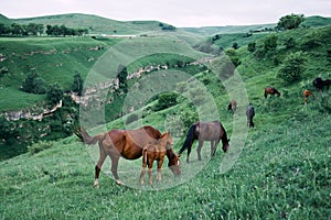 herd of horses in the field green grass animals landscape