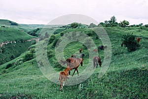 herd of horses in the field green grass animals landscape