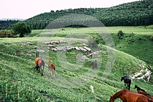 herd of horses in the field green grass animals landscape