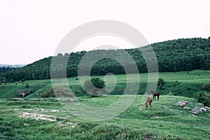 herd of horses in a field green grass landscape wilderness